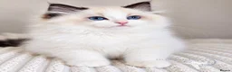 Ragdoll cats for sale: Stunning Pedigree Ragdoll Kittens  - Advert 3