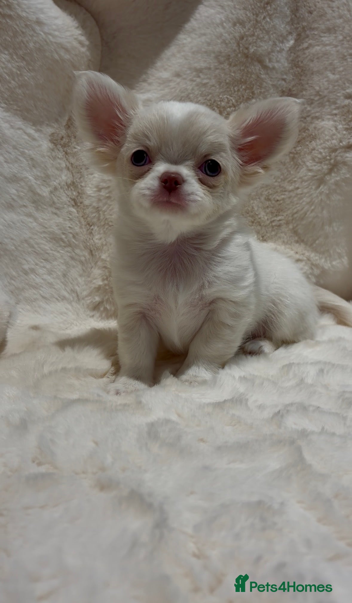 Chihuahua dogs QUALITY LONG COAT KC CHIHUAHUA PUPPIES  - Advert 1
