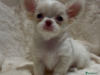 Chihuahua dogs QUALITY LONG COAT KC CHIHUAHUA PUPPIES - Advert 2