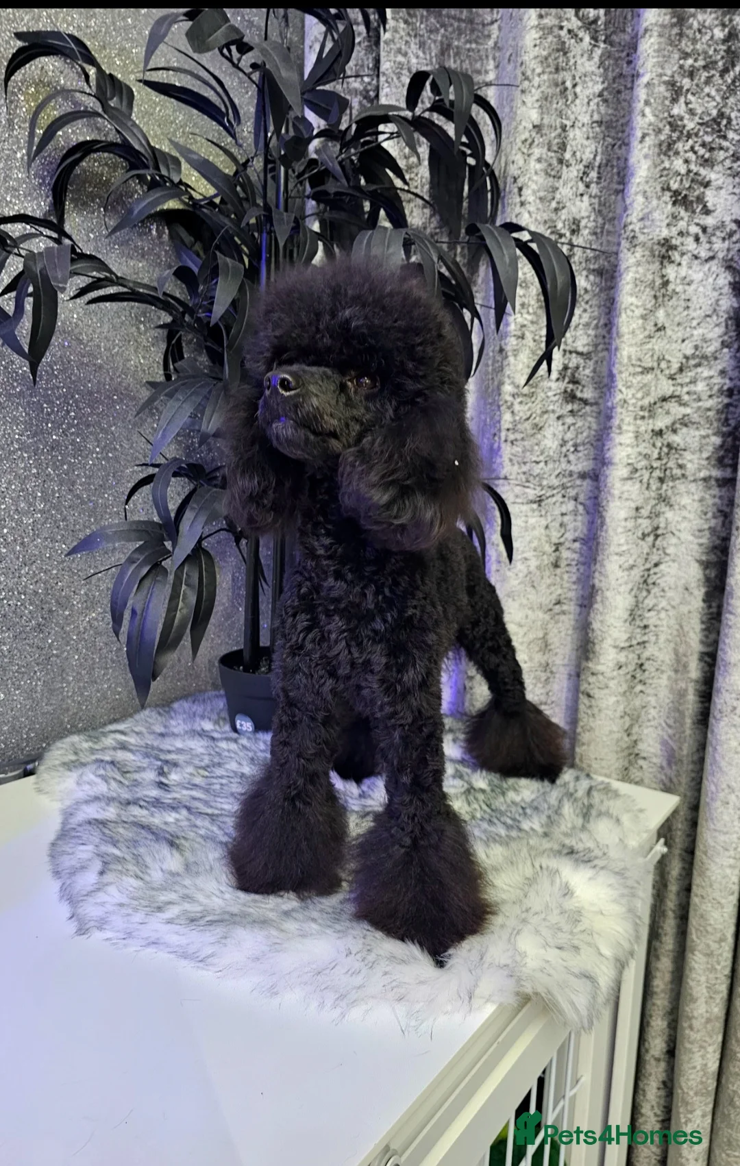 Toy Poodle dogs for stud: Toy poodle stud boy  in Blackburn - Advert 9