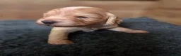 Cockapoo dogs for sale: Beautiful Betty has 5 gorgeous cockapoo puppies - Advert 16