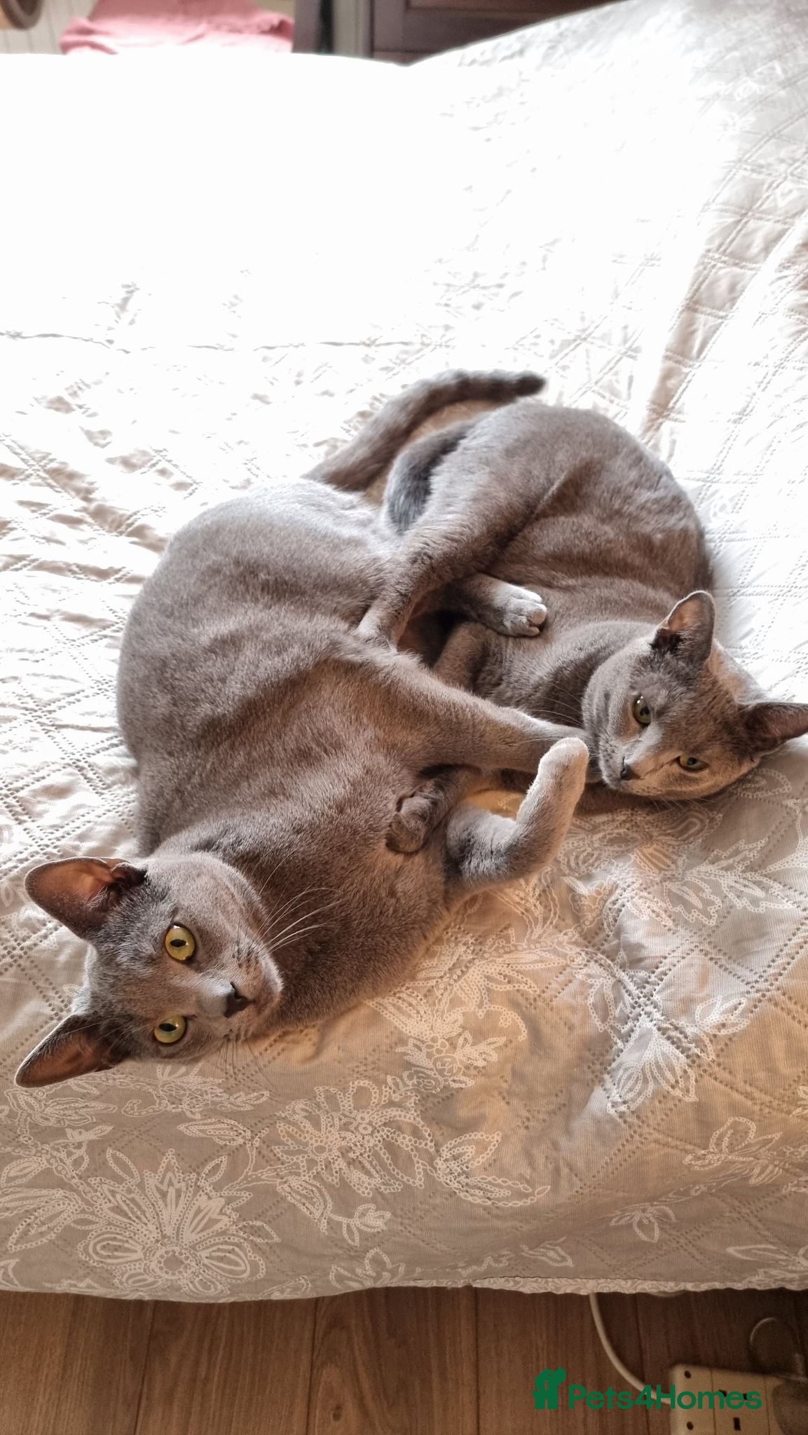 Russian Blue cats Two incredibly affectionate Russian Blue siblings  - Advert 3