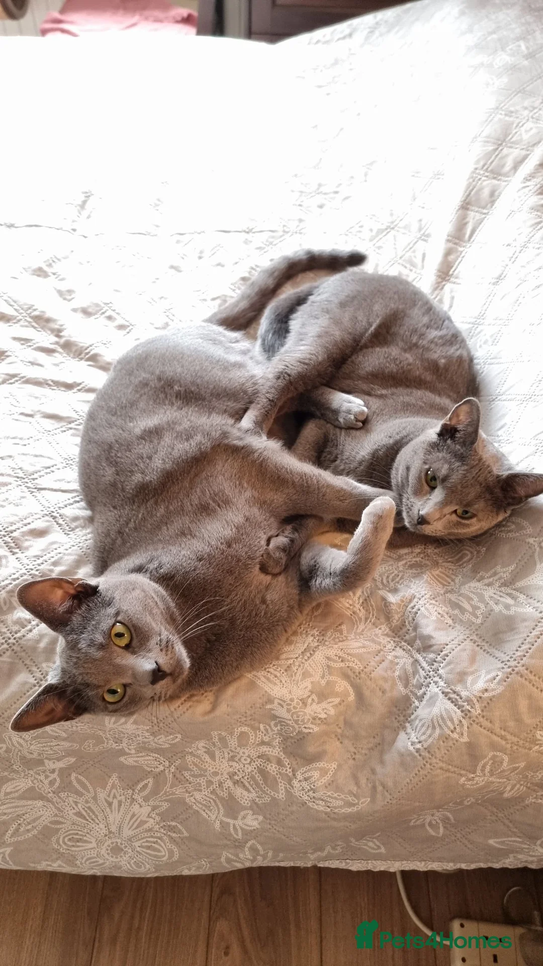 Russian Blue cats for sale: Two incredibly affectionate Russian Blue siblings  - Advert 1