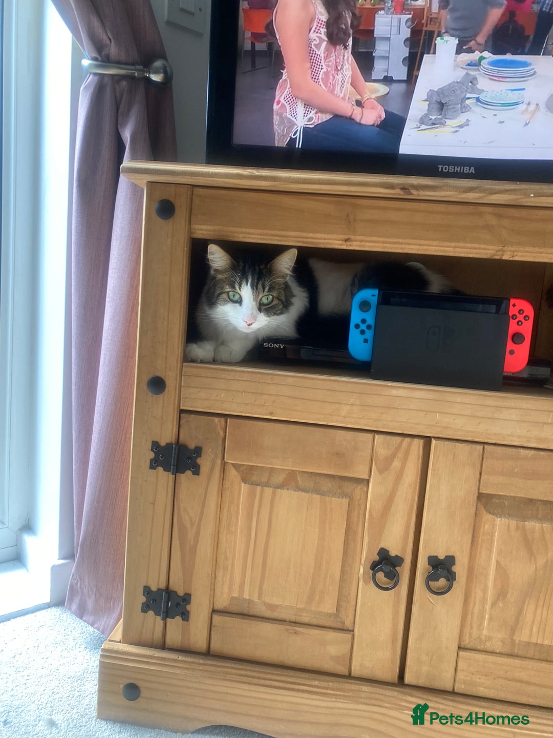 Mixed Breed cats for sale: Much loved 2 year old boy cat - Advert 2