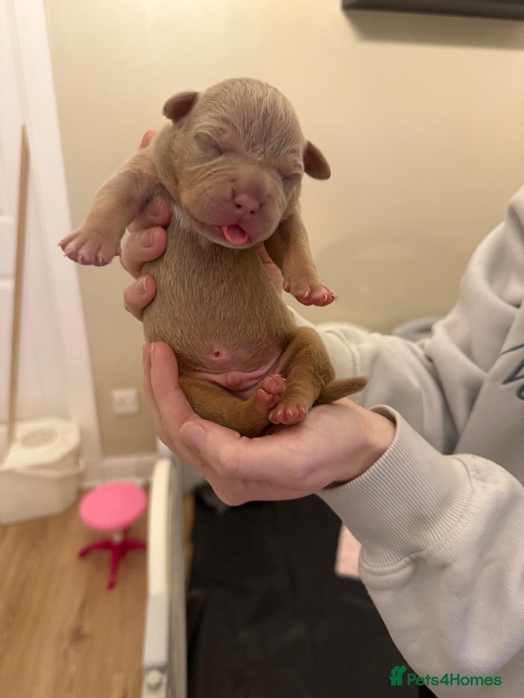 American Bully dogs for sale: Pocket bully pups - Advert 7