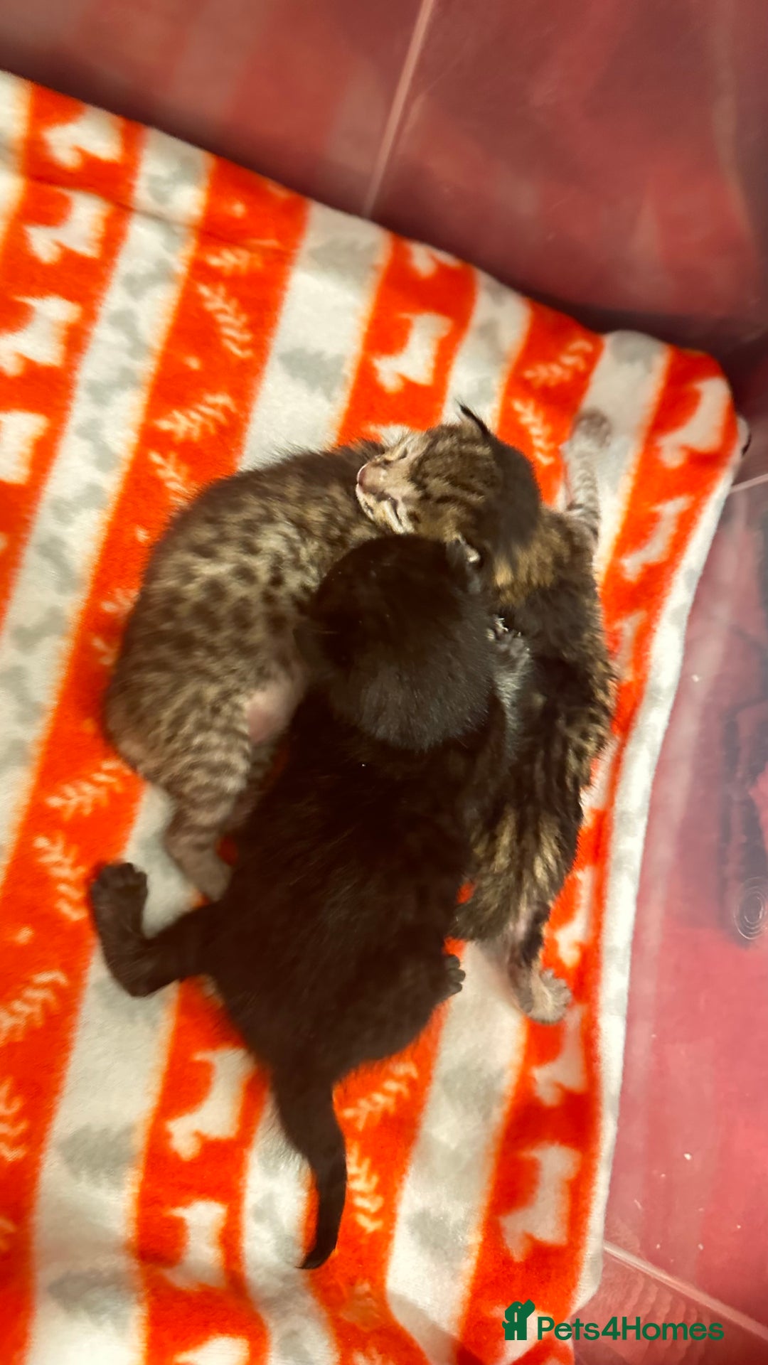 Savannah cats for sale: Stunning F3 Savannahs - Image 5