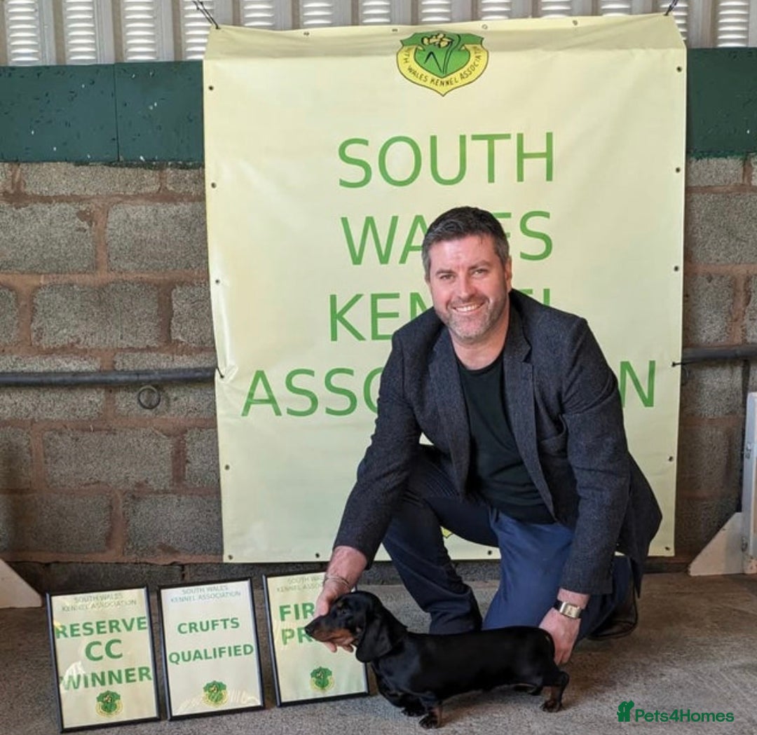 Miniature Dachshund dogs for sale: Champion sired dog puppy - Advert 3