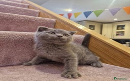 Scottish Fold cats for sale: 1 BSH Boy AVAILABLE. in Sheffield - Image 28