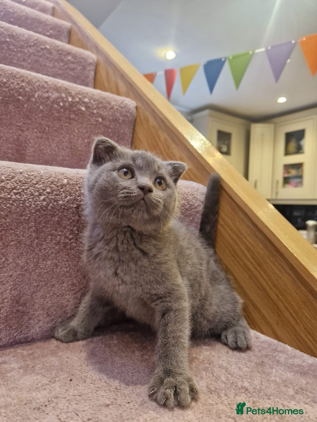 Scottish Fold cats for sale: 1 BSH Boy AVAILABLE. in Sheffield - Image 28