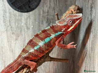 Chameleon reptiles Chameleons ambilobe - Advert 5