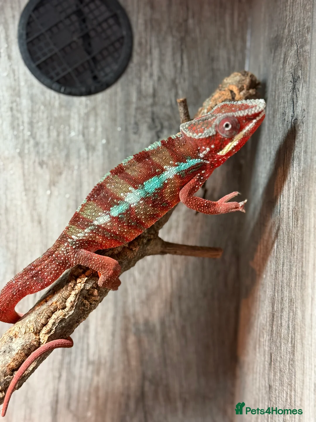 Chameleon reptiles for sale: Chameleons ambilobe - Advert 3