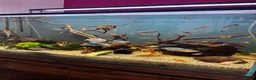 Angelfish fish for sale: Full set up fish tank fluval visi 202 l  in Worksop - Advert 16