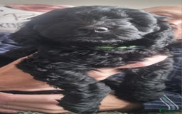 Cockapoo dogs for sale: Miniature chocolate cockapoos.8 weeks old - Image 1