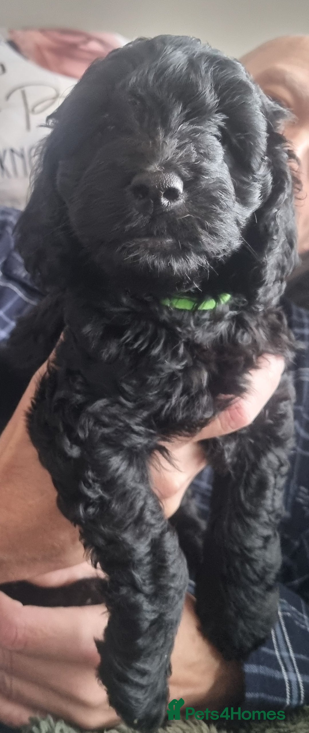 Cockapoo dogs for sale: Miniature chocolate cockapoos.8 weeks old - Image 1