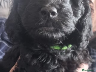 Cockapoo dogs - Advert 14