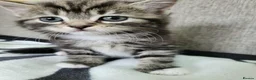 Mixed Breed cats for sale: Lovely Tabby Kittens  - Advert 3