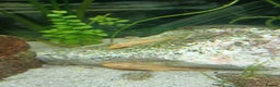 Plecos fish for sale: Yellow plecos, guppies and platys for Sale - Advert 1