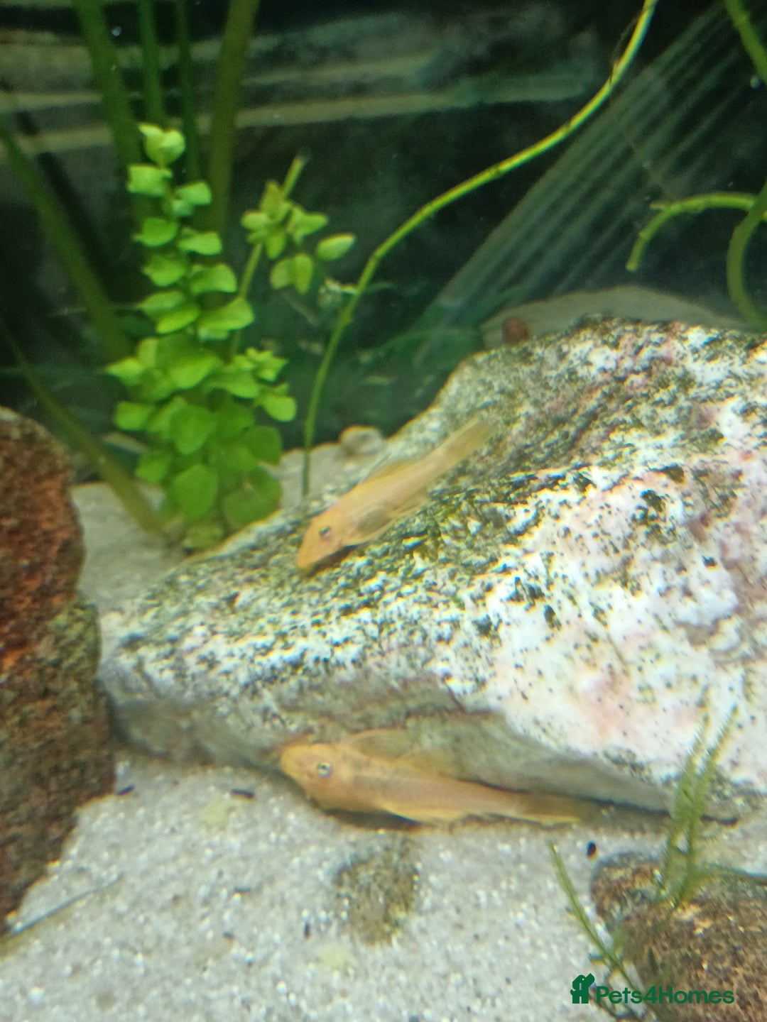 Plecos fish for sale: Yellow plecos, guppies and platys for Sale - Advert 1