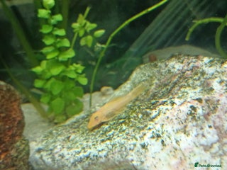 Plecos fish Yellow plecos, guppies and platys for Sale - Advert 1