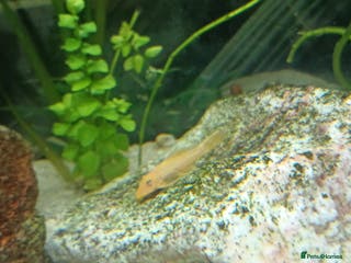 Plecos fish Yellow plecos, guppies and platys for Sale - Advert 5