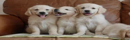 Golden Retriever dogs for sale: Quality Health Tested KC Golden Retrievers - Advert 5