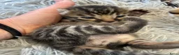 Bengal cats for sale: Half Bengal kittens - Advert 22