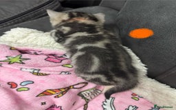 British Shorthair cats for sale: GCCF Reg BSH Silver Tabby & Spotted kittens - Advert 21