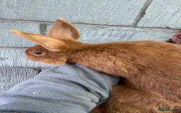 Mini Lop rabbits for sale: Male mini lop  - Image 12