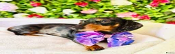 Miniature Dachshund dogs for sale: True Miniatures 5 star Breeder ⭐️⭐️⭐️⭐️⭐️ - Advert 1