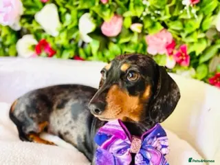 Miniature Dachshund dogs True Miniatures 5 star Breeder ⭐️⭐️⭐️⭐️⭐️ - Advert 1