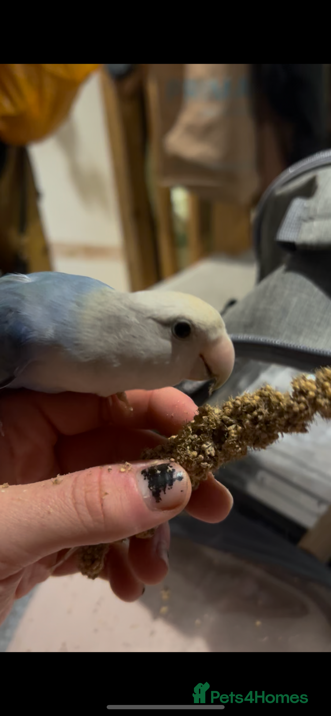 Lovebirds birds for sale: Silly tame handreared lovebird  - Image 5