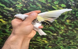 Finches birds for sale: Goldfinch for sale  - Image 15