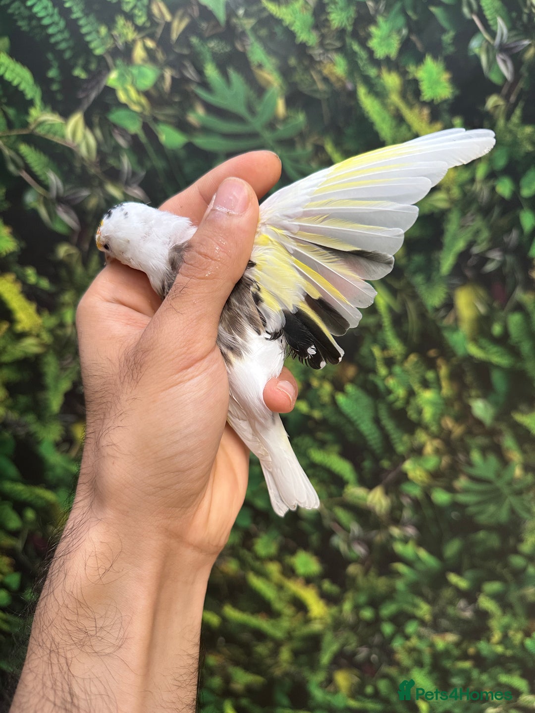 Finches birds for sale: Goldfinch for sale  - Image 15