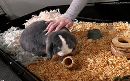 Mini Lop rabbits for sale: Ralph the mini lop - Image 5