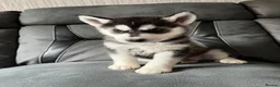 Siberian Husky dogs for sale: Siberian husky male 8 weeks old - Advert 4