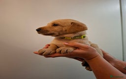 Labrador Retriever dogs for sale: Yellow Labrador Puppies  - Image 4