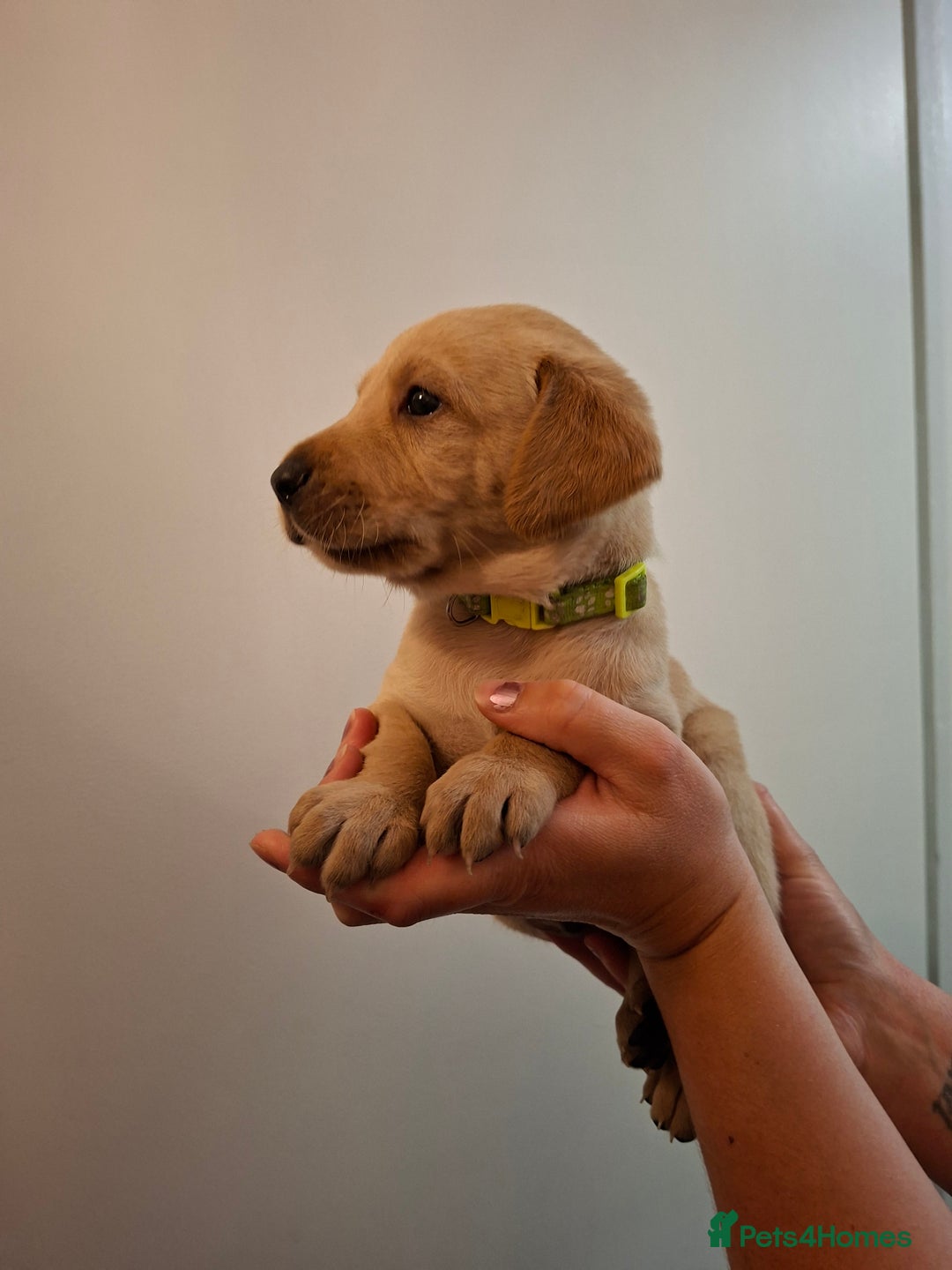 Labrador Retriever dogs for sale: Yellow Labrador Puppies  - Image 4