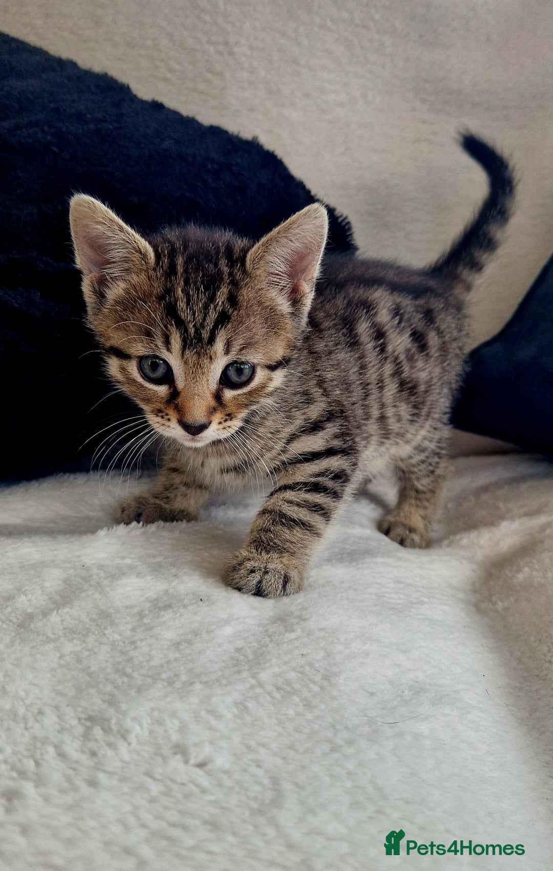 Bengal cats for sale: 2 female half bengal kittens - Image 4