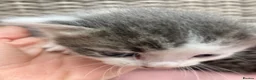 Mixed Breed cats for sale: Beautiful family friendly kittens - Advert 5