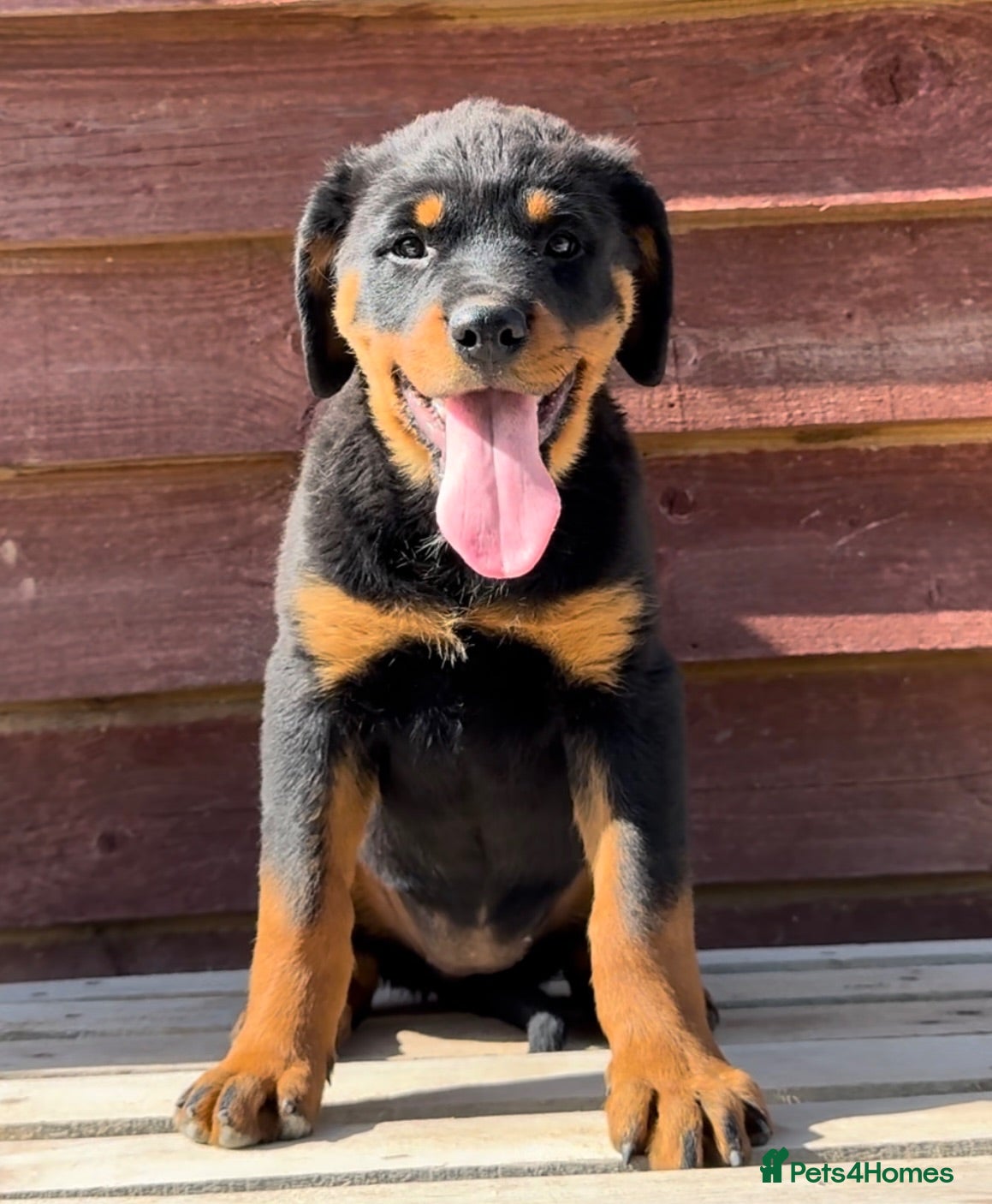 Rottweiler dogs Rottweiler pups £1200 - Advert 2