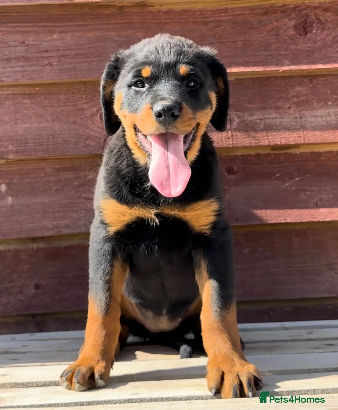 Rottweiler dogs for sale: Rottweiler pups £1250 - Advert 2