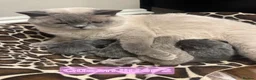 British Shorthair cats for sale: British Shorthair Kittens  - Advert 1