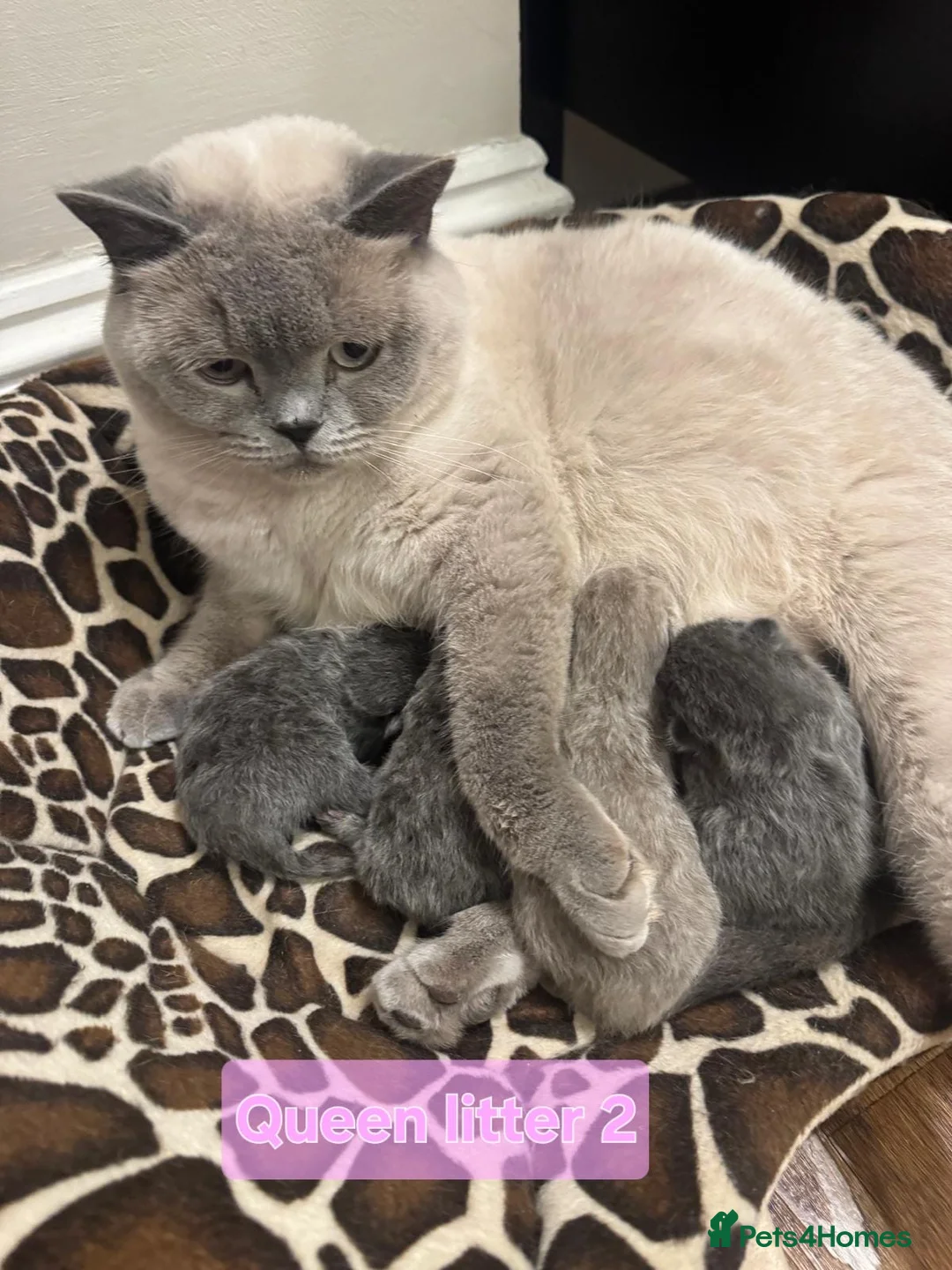 British Shorthair cats for sale: British Shorthair Kittens  - Advert 1