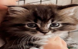Maine Coon cats for sale: Maine Coon x Ragdoll Mix Kittens  Ready 27 Aug! 🐾 - Image 12