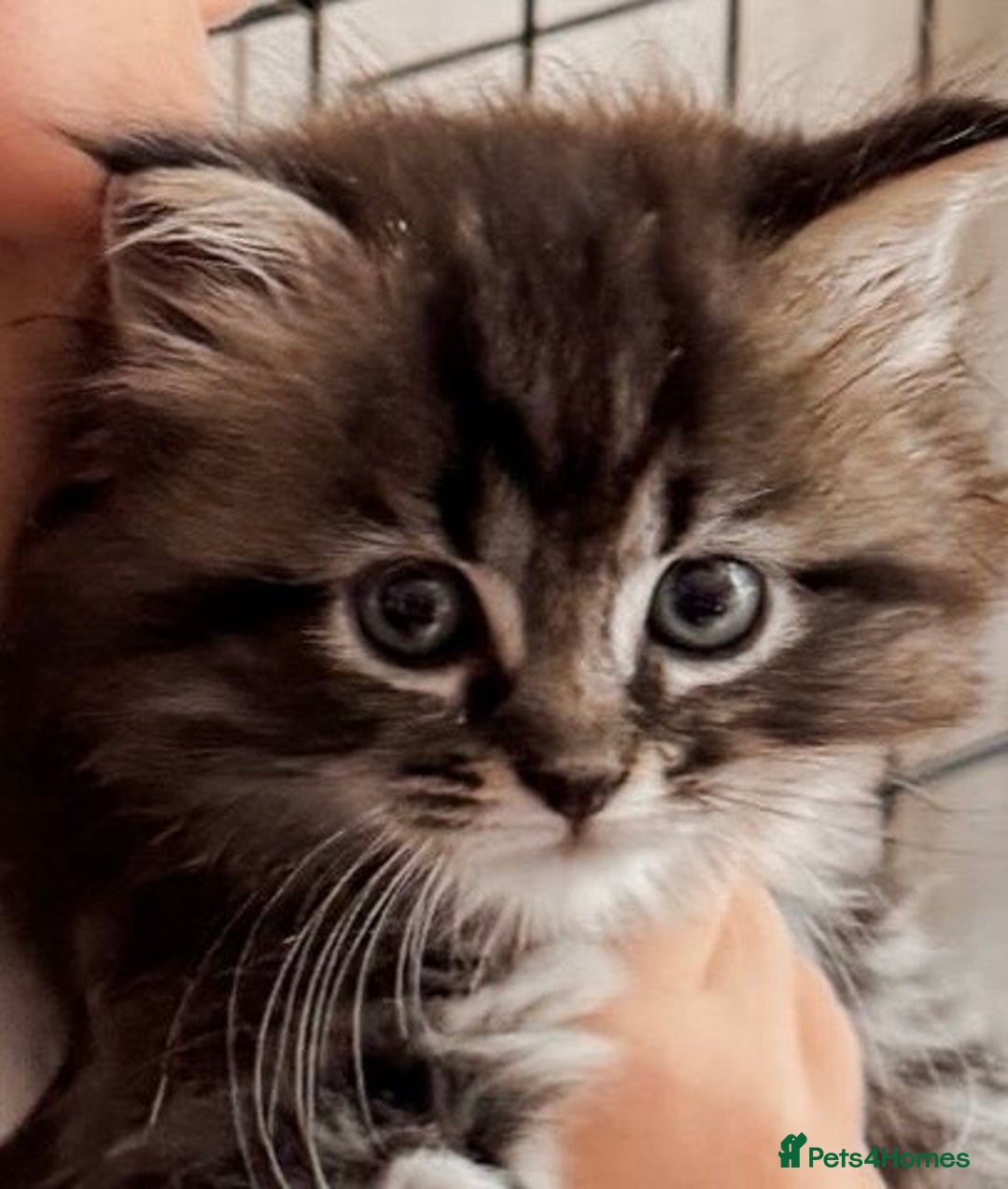 Maine Coon cats for sale: Maine Coon x Ragdoll Mix Kittens  Ready 27 Aug! 🐾 - Image 12