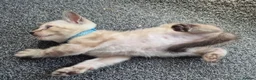 Mixed Breed cats for sale: Bengal Siamese mixed - Advert 13