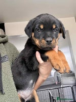 Rottweiler dogs * 2 Left* German Lines - Chunky Rottweiler Puppies - Advert 6