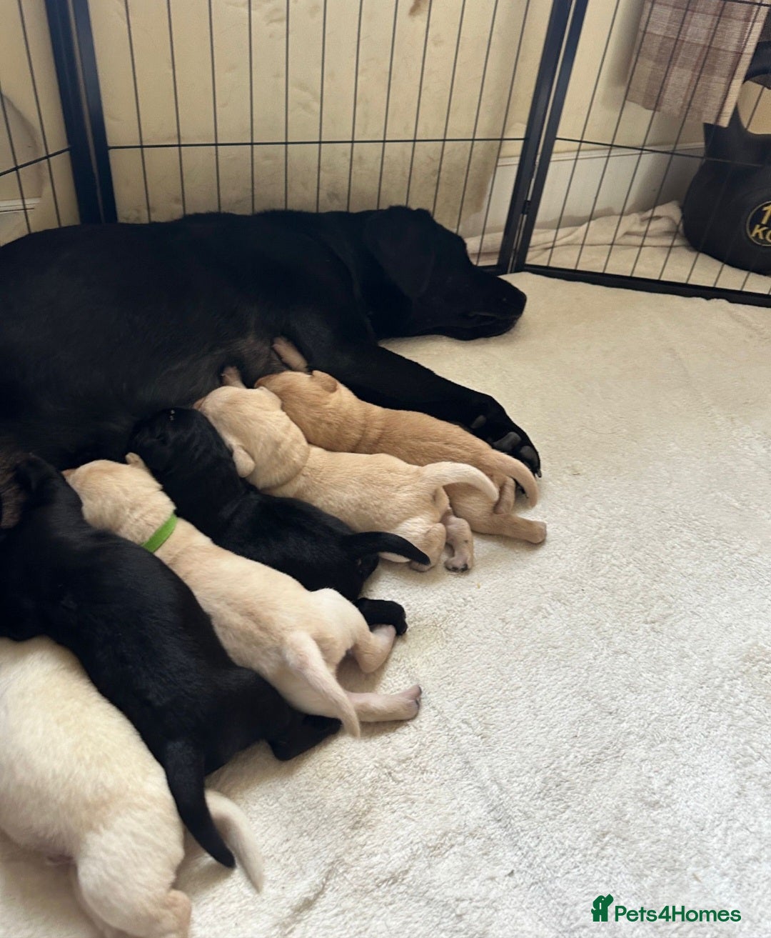 Labrador Retriever dogs for stud: KC registered Dog for STUD - Advert 2