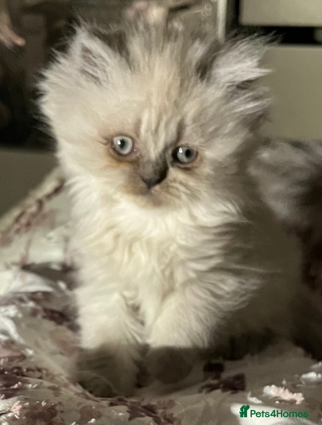 Persian cats for sale: 💕Simply Stunning PKD negative Persian Babies 💕 - Advert 5