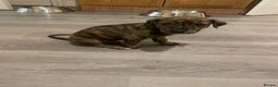 Lurcher dogs for sale: Greyhound/deerhound brindle lurchers - Advert 8
